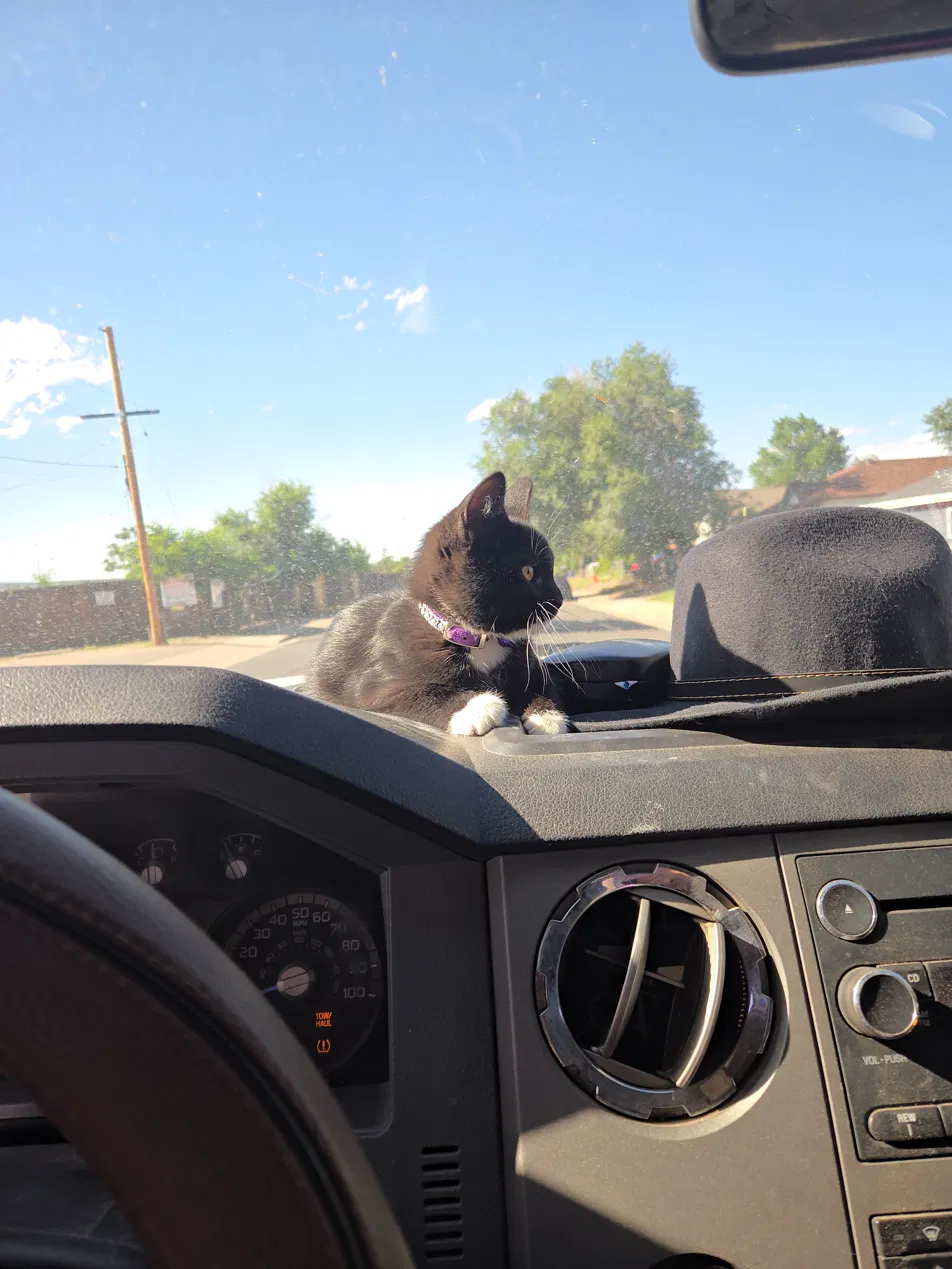 Freya the kitten riding on the dashboard of The Fuel Guys truck